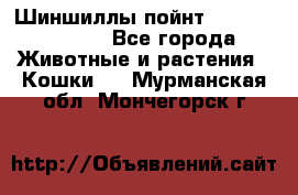 Шиншиллы пойнт ns1133,ny1133. - Все города Животные и растения » Кошки   . Мурманская обл.,Мончегорск г.